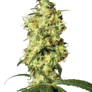 Sensi Seeds Cannabis Seeds White Widow Automatic Feminized by White Label, 3 seed
