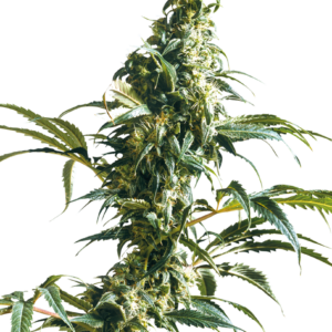 Sensi Seeds Σπόροι Κάνναβης Mexican Sativa® Feminized, 3 seed.